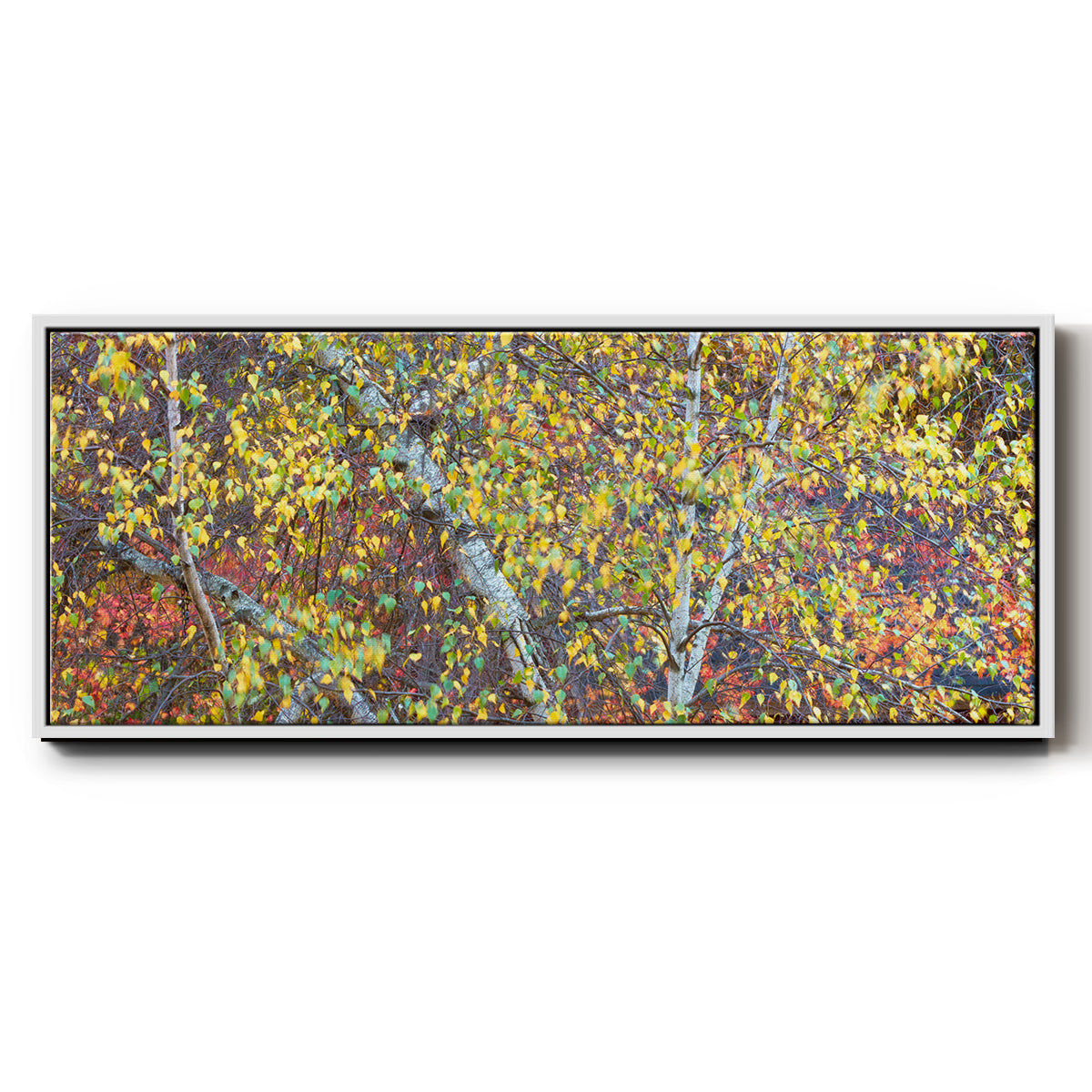 Tree Panorama IV - Floater Framed Canvas Print