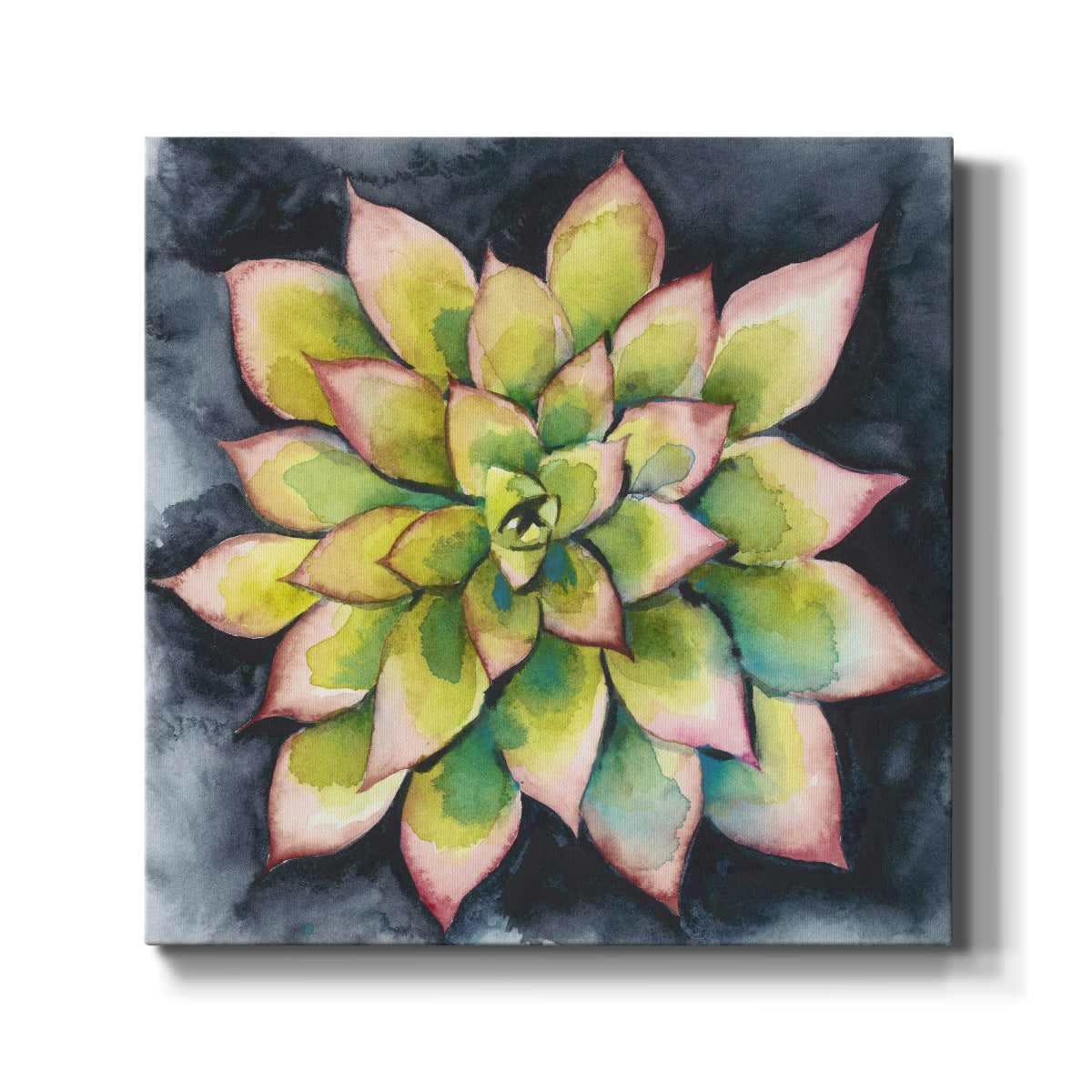 Succulent Rosette IV - Canvas Art Print