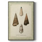 Bookplate Shells VI Premium Gallery Wrapped Canvas - Ready to Hang