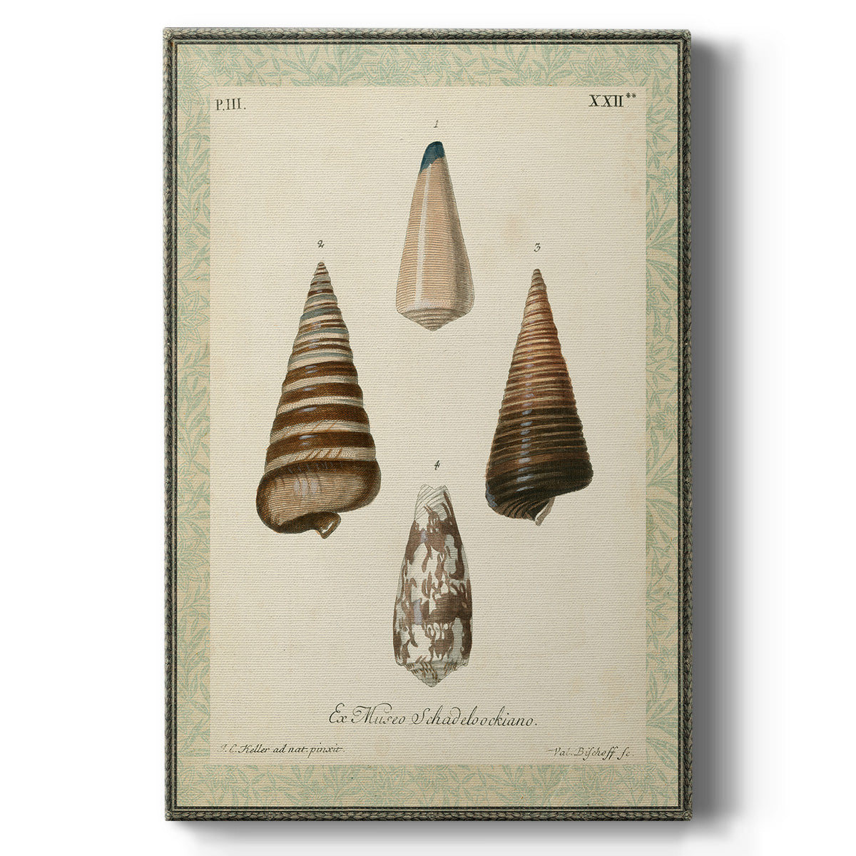 Bookplate Shells VI Premium Gallery Wrapped Canvas - Ready to Hang