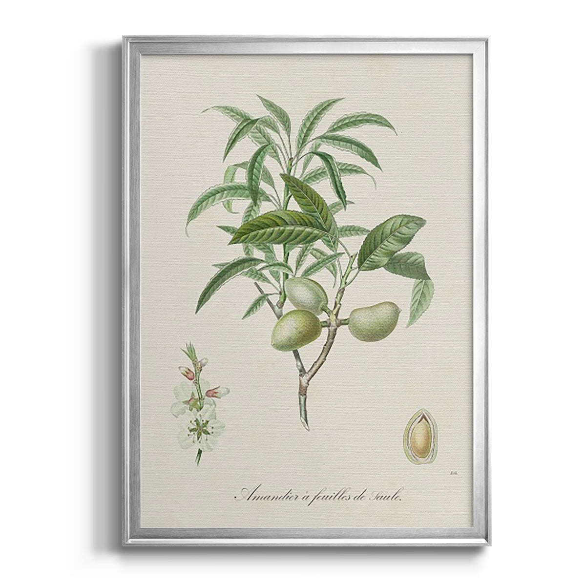 Antique Almond Botanical II - Modern Framed Canvas Print