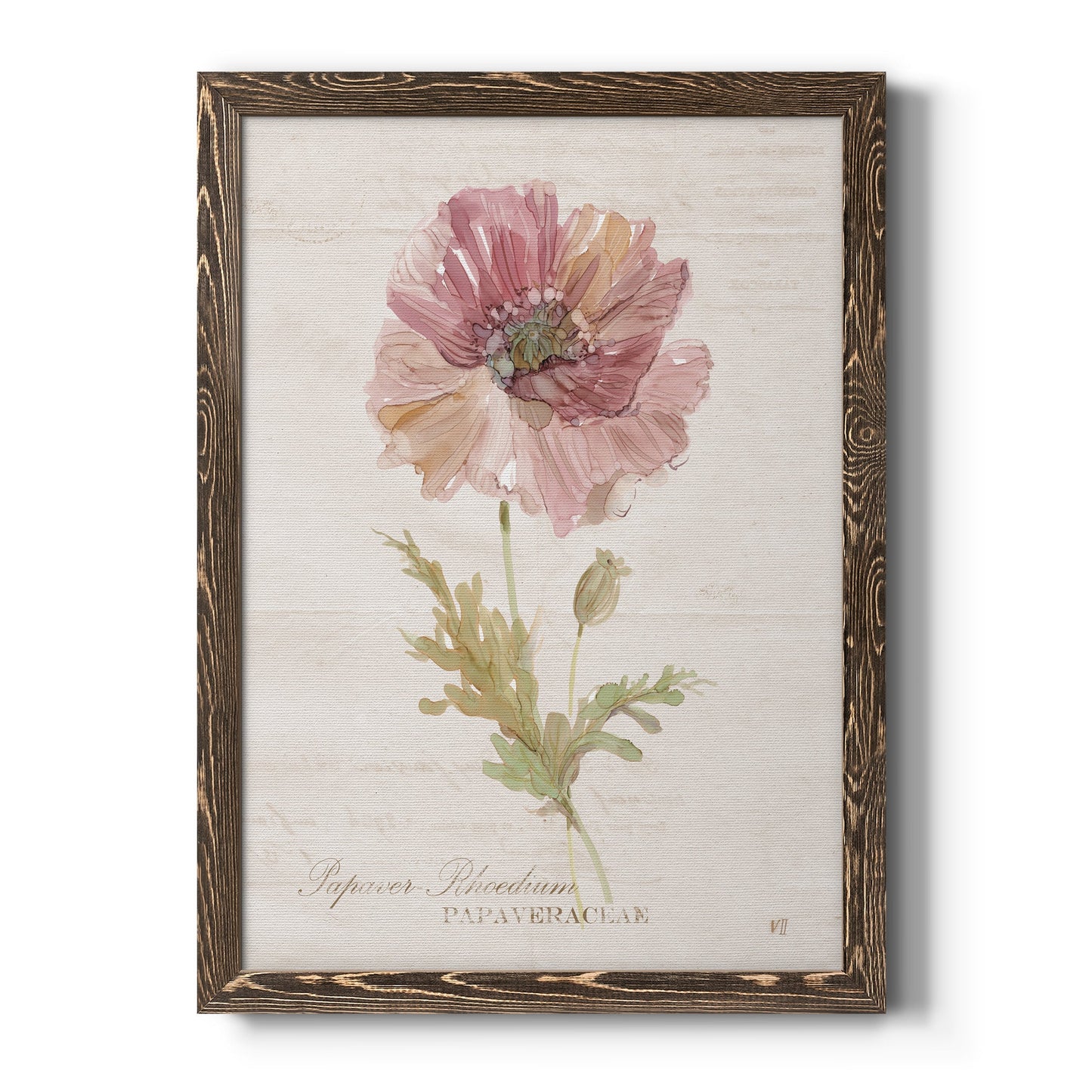 Soft Poppy - Barnwood Framed Canvas Print