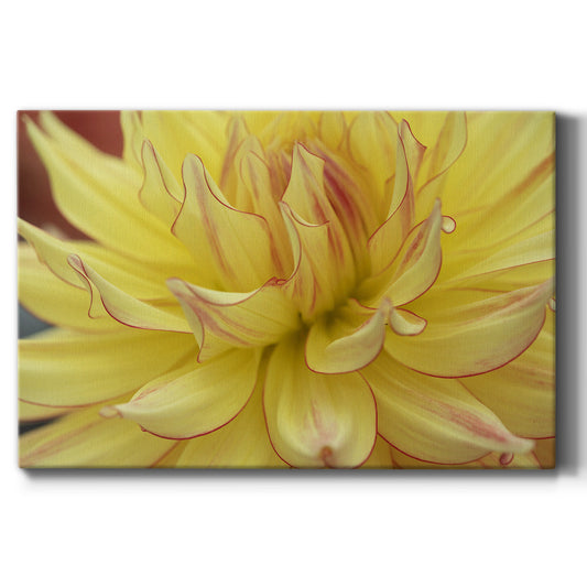 Blooms I Premium Gallery Wrapped Canvas - Ready to Hang