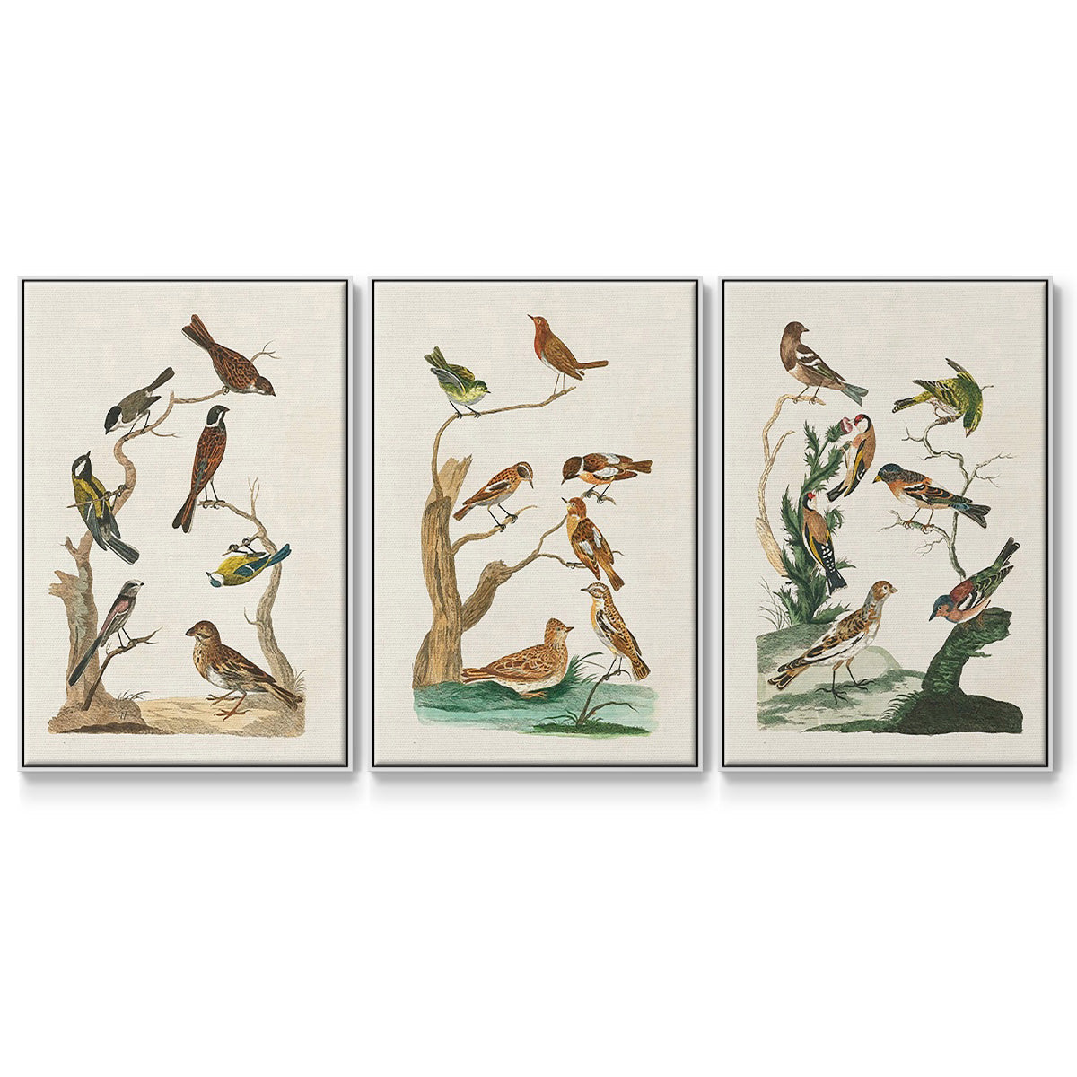 Antique Birds in Nature I - Floater Framed Canvas Set