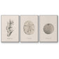 Shore Treasure Study I - Framed Premium Gallery Wrapped Canvas L Frame 3 Piece Set - Ready to Hang