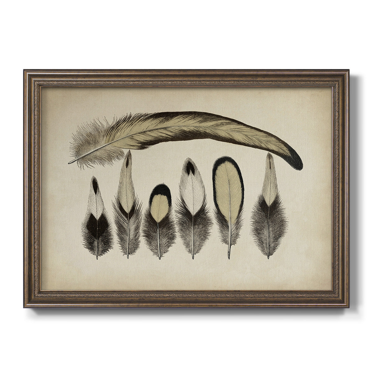 Vintage Feathers VII Premium Framed Canvas- Ready to Hang