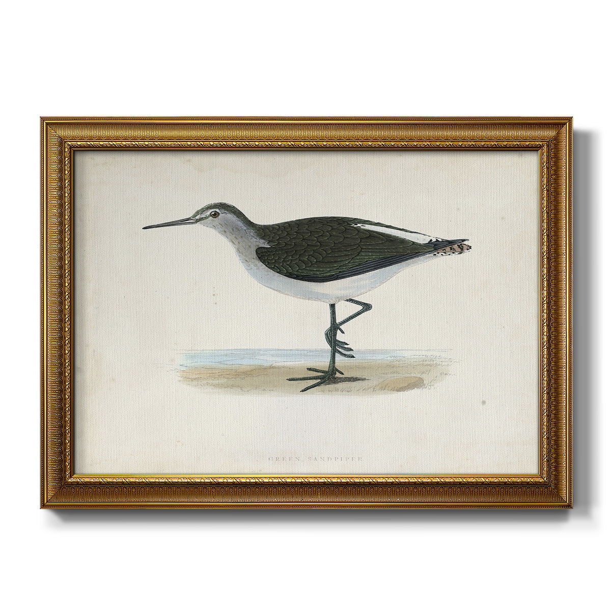 Morris Sandpipers VI Premium Framed Canvas- Ready to Hang