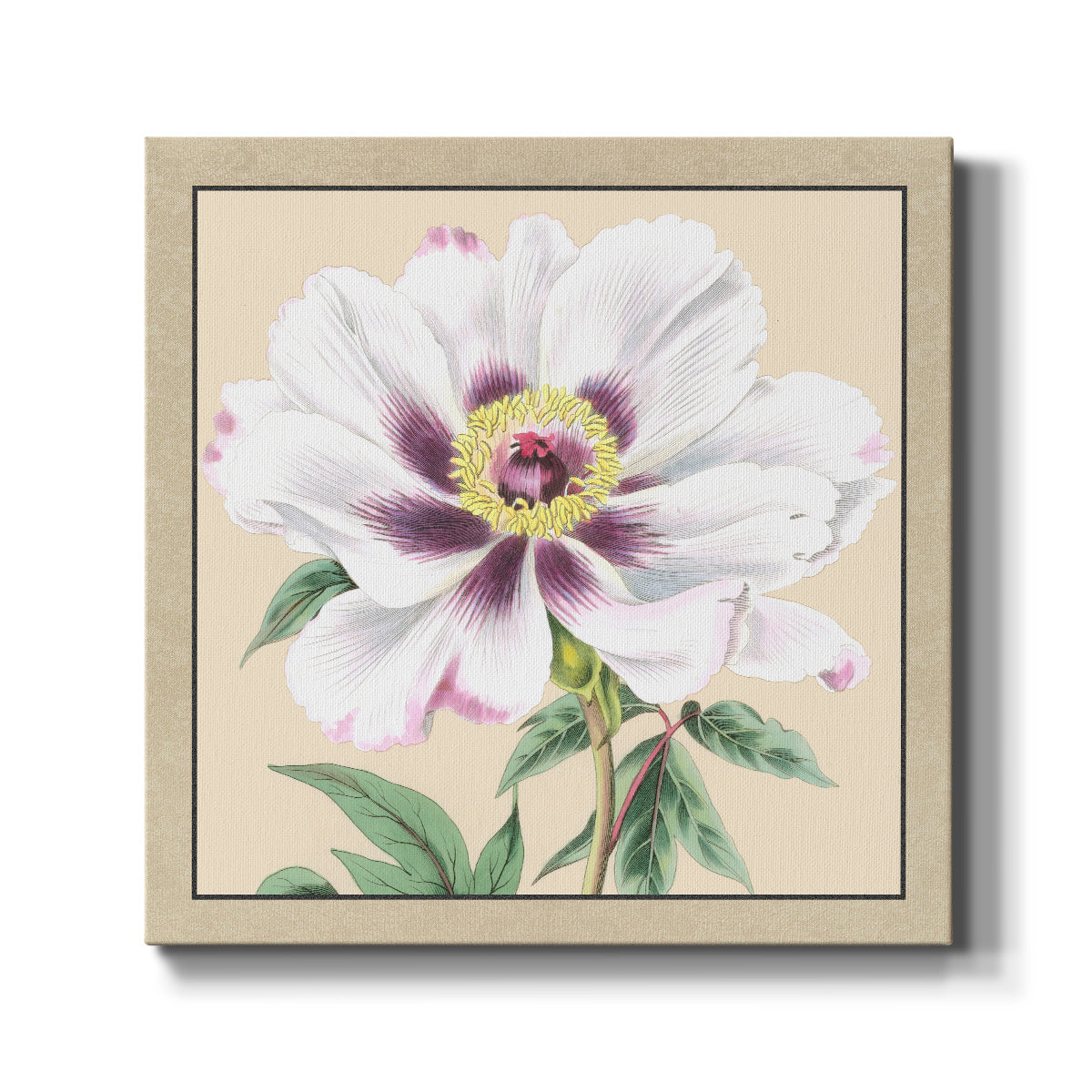 Peony Collection VI - Canvas Art Print