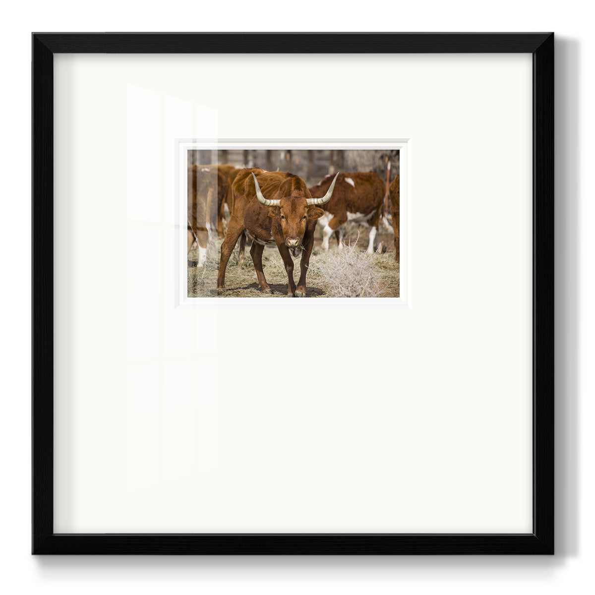 Longhorns - Double Matboard Framed Print