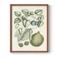 Buchoz Tropicals VIII - Restickable Framed Art Print