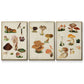 Mushroom Species I - Floater Framed Canvas Set