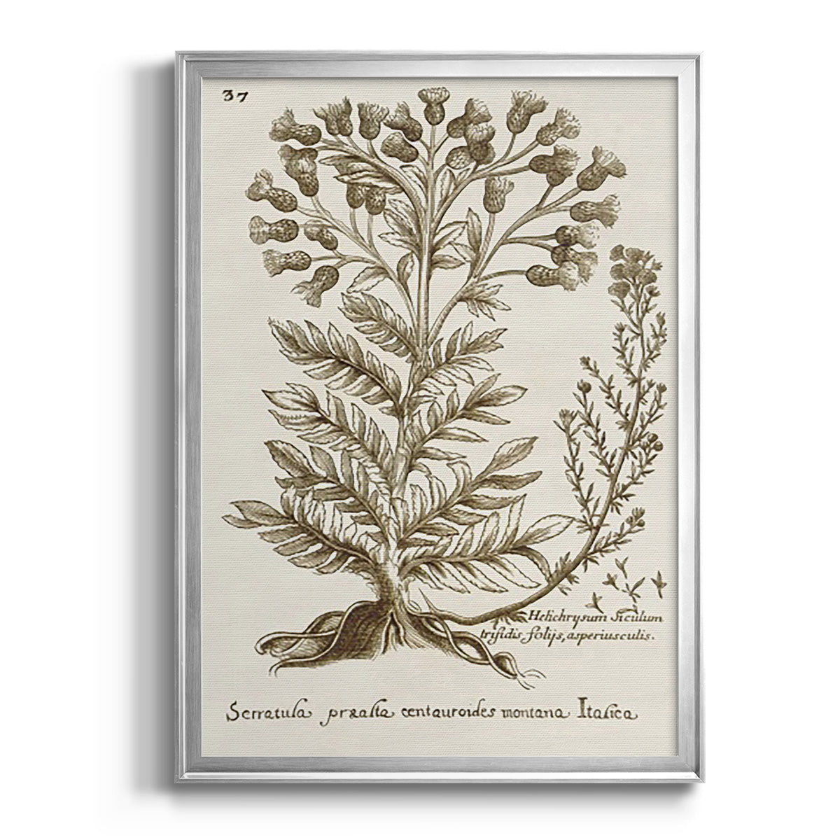 Sepia Botanical Journal I - Modern Framed Canvas Print