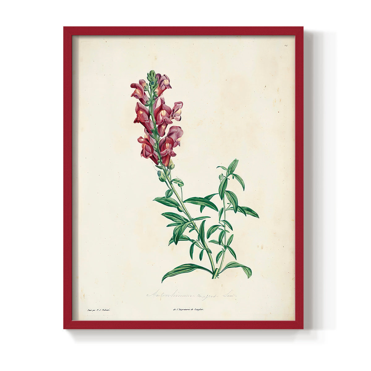 Traditional Botanical I - Restickable Framed Art Print