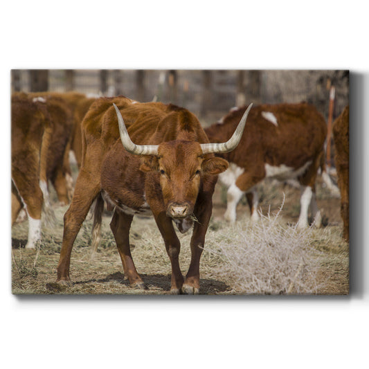 Longhorns Premium Gallery Wrapped Canvas - Ready to Hang