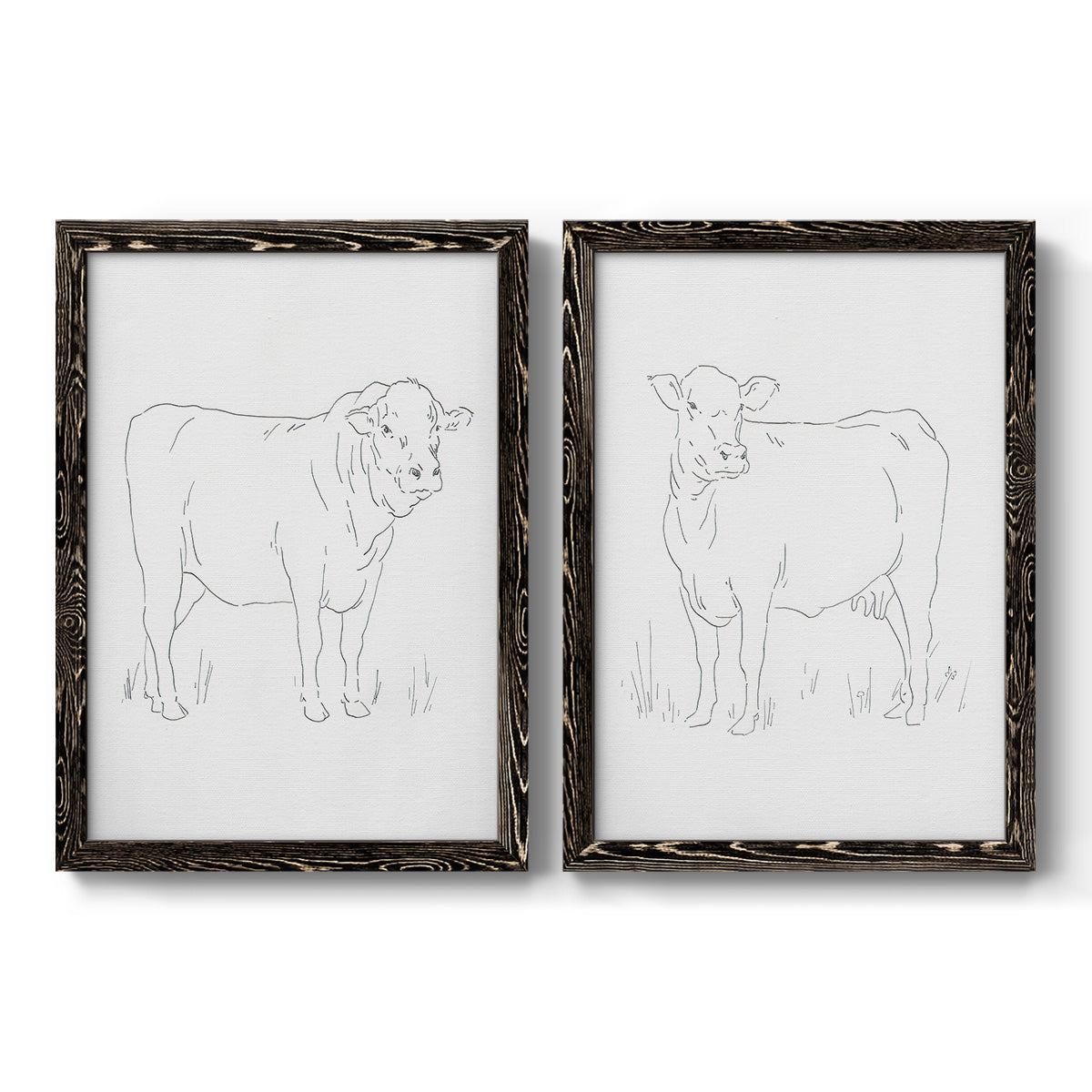 Set of two black barnwood framed canvas prints featuring two minimalist livestock sketches featuring simple contour drawings of standing cows.