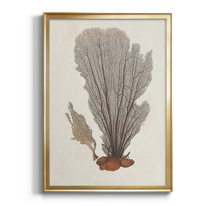 Knorr Shells & Coral III - Modern Framed Canvas Print