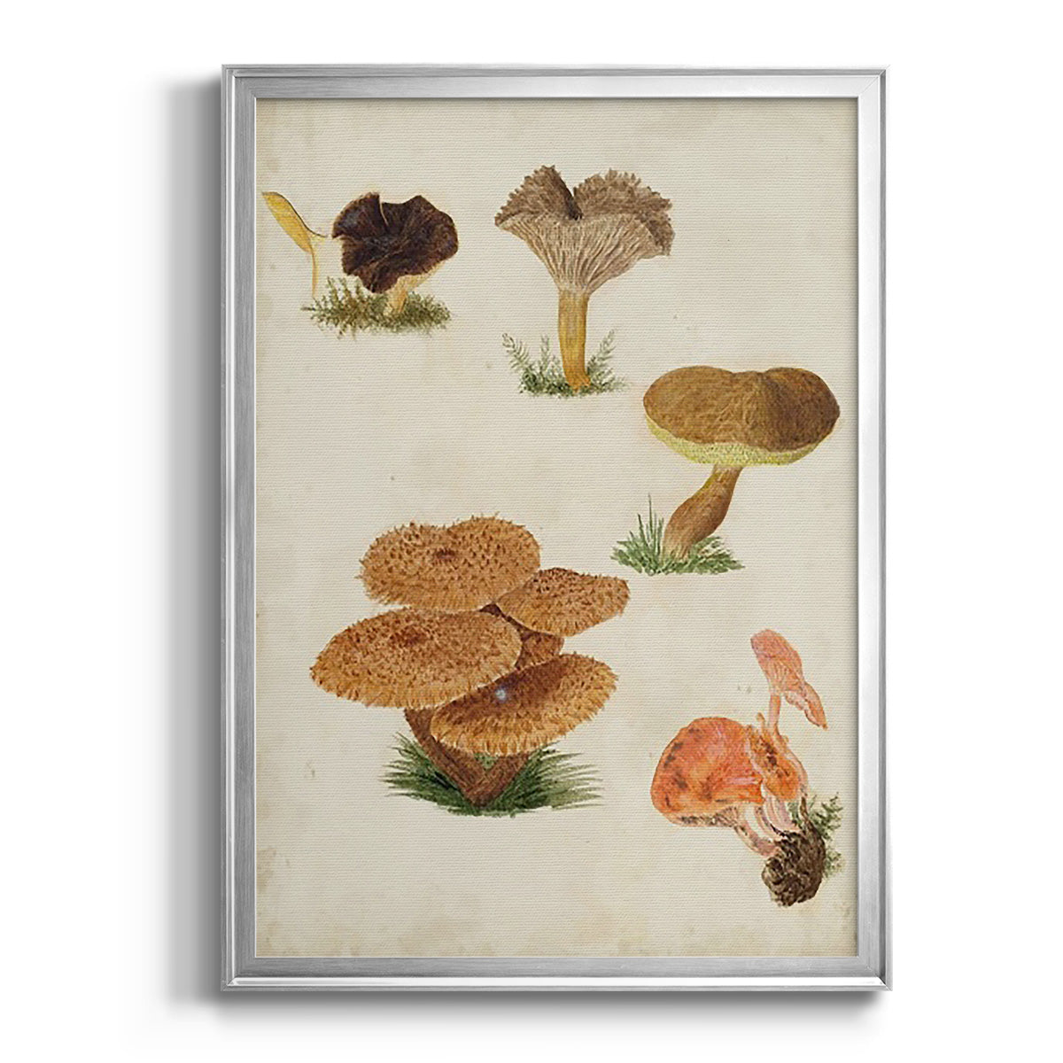Mushroom Species V - Modern Framed Canvas Print