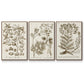 Sepia Botanical Journal I - Framed Premium Gallery Wrapped Canvas L Frame 3 Piece Set - Ready to Hang