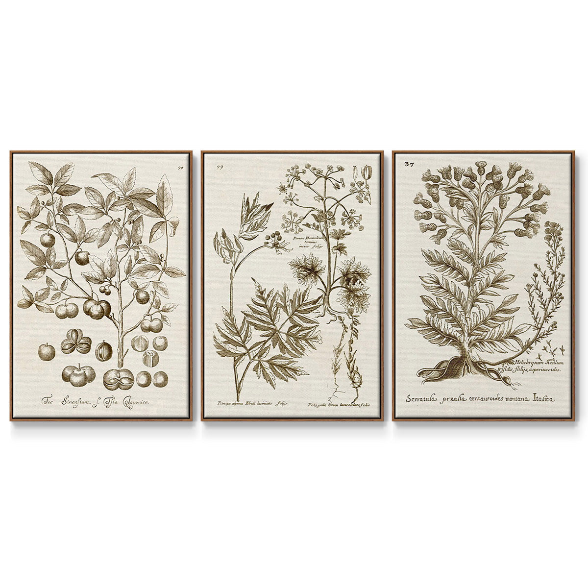 Sepia Botanical Journal I - Framed Premium Gallery Wrapped Canvas L Frame 3 Piece Set - Ready to Hang