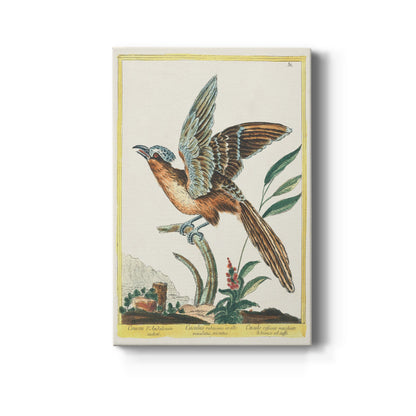 Spotted Andalusian Cuckoo, 1771-1775 - Canvas Art Print