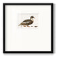 Golden Mallard - Double Matboard Framed Print