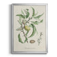 Antique Almond Botanical IV - Modern Framed Canvas Print