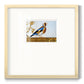 Golden Finch Premium Framed Print Double Matboard