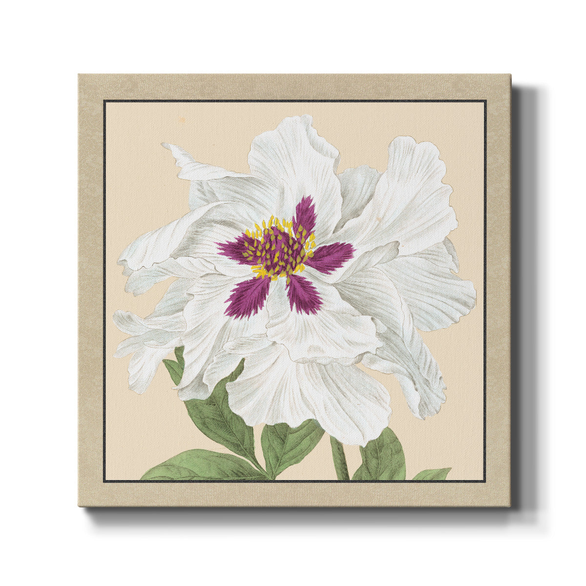 Peony Collection IV - Canvas Art Print