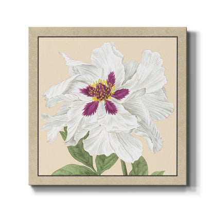 Peony Collection IV - Canvas Art Print
