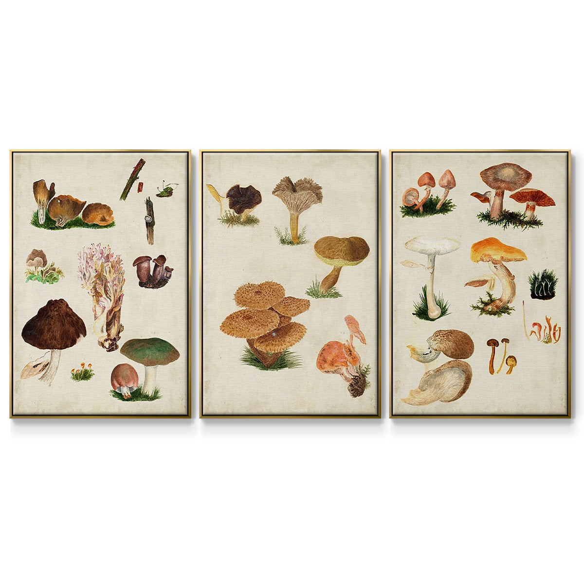 Mushroom Species I - Framed Premium Gallery Wrapped Canvas L Frame 3 Piece Set - Ready to Hang