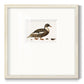 Golden Mallard Premium Framed Print Double Matboard