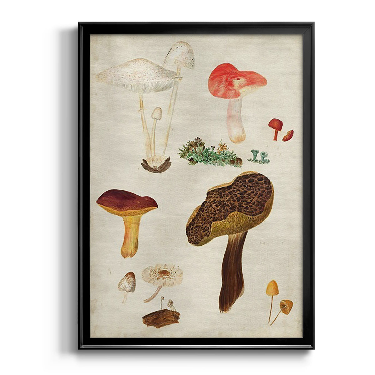 Mushroom Species XI - Modern Framed Canvas Print