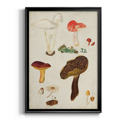 Mushroom Species XI - Modern Framed Canvas Print
