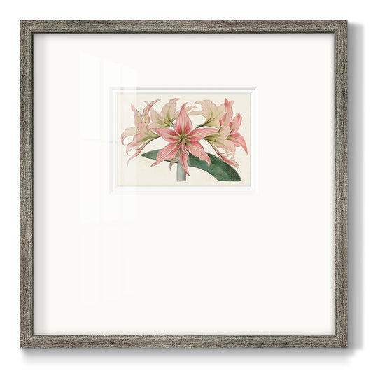 Amaryllis Varietals I Premium Framed Print Double Matboard