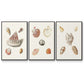 Pastel Knorr Shells IV - Framed Premium Gallery Wrapped Canvas L Frame 3 Piece Set - Ready to Hang