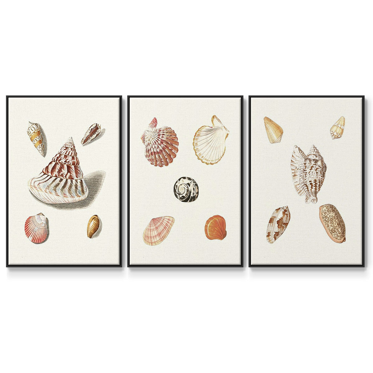 Pastel Knorr Shells IV - Framed Premium Gallery Wrapped Canvas L Frame 3 Piece Set - Ready to Hang