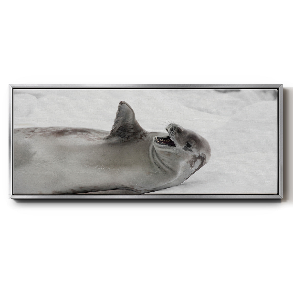 Laughing Seal - Floater Framed Canvas Print