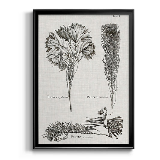 Black & White Protea on Linen I - Modern Framed Canvas Print
