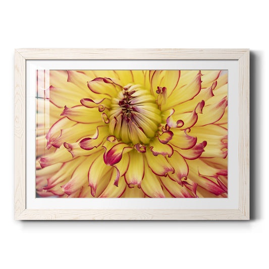 Blooms II - Barnwood Framed Art Print