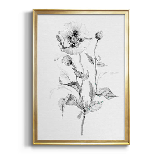 Wild Poppy Sketch - Modern Framed Canvas Print