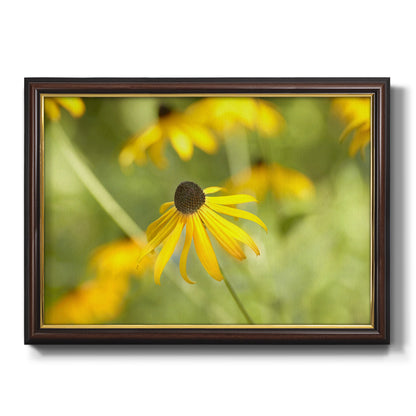 Contemporary black-eyed Susan flower photography printed on canvas in an ornate mahogany wood frame with gold liner.