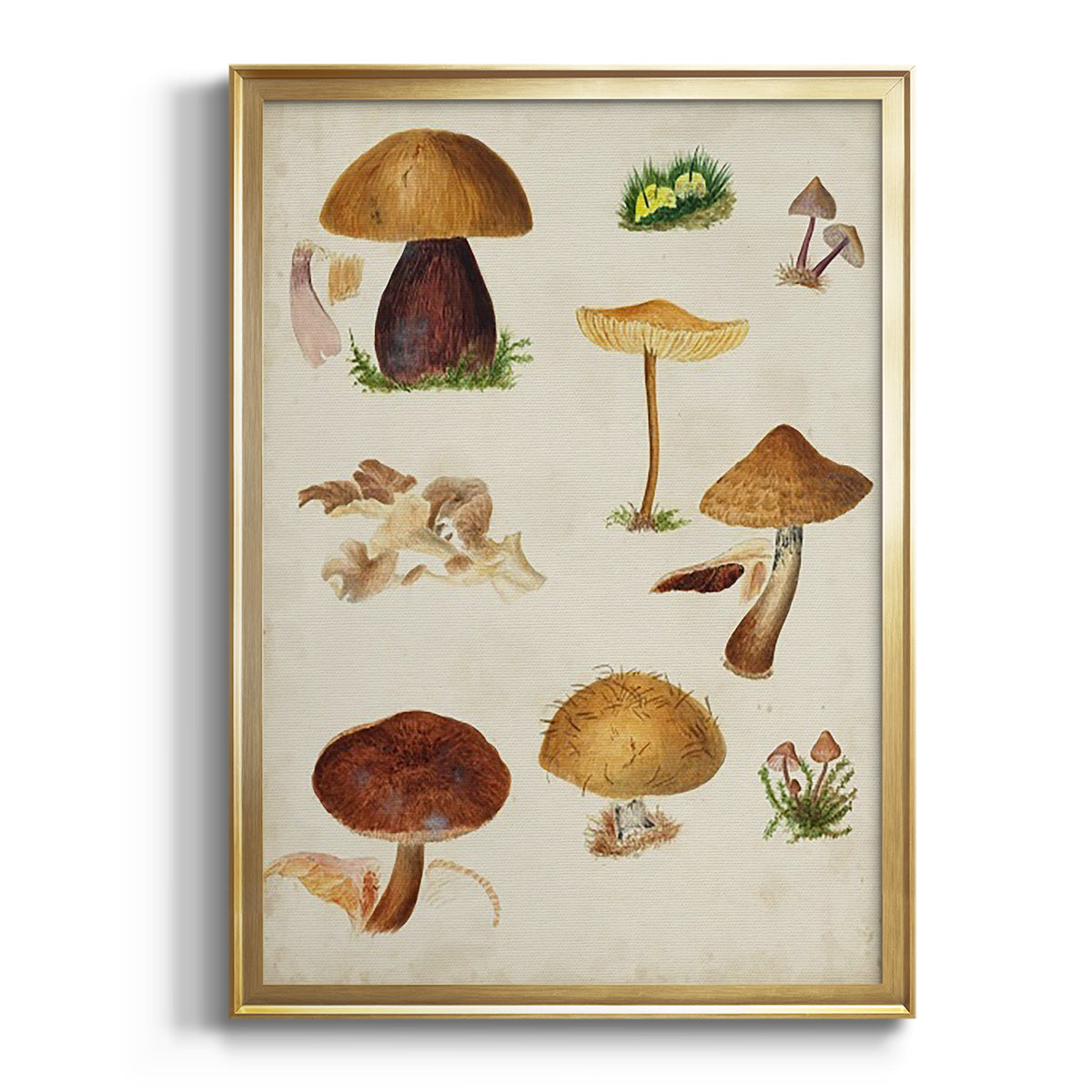 Mushroom Species II - Modern Framed Canvas Print