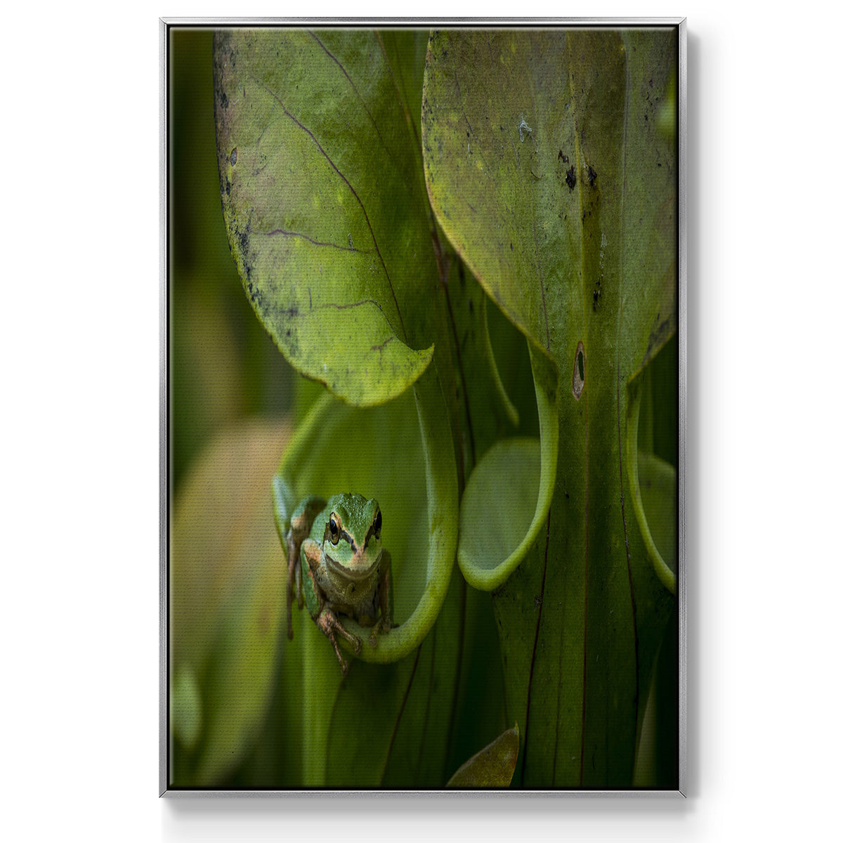 Arboreal Refuge - Floater Framed Canvas Print