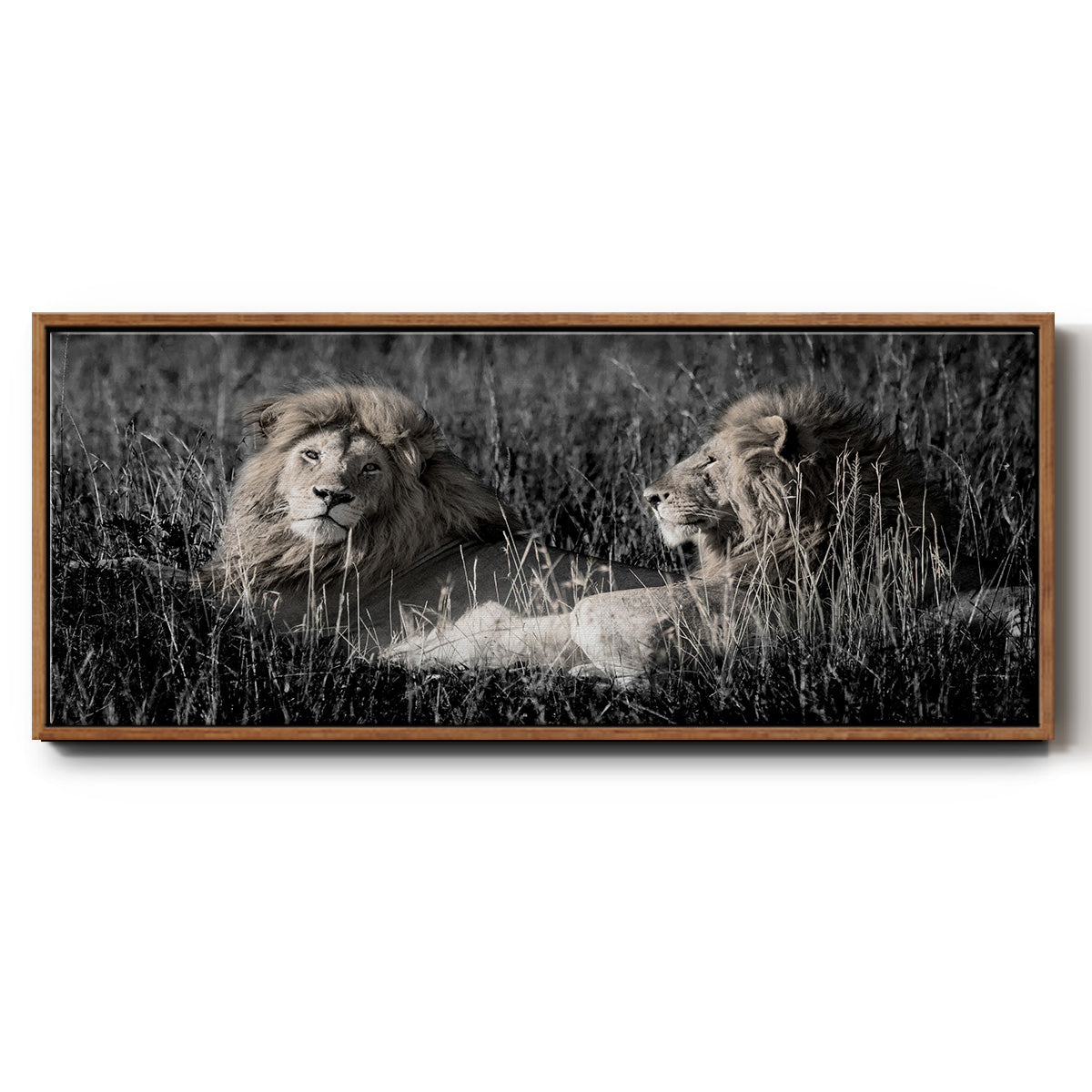 Mara Lions - Floater Framed Canvas Print