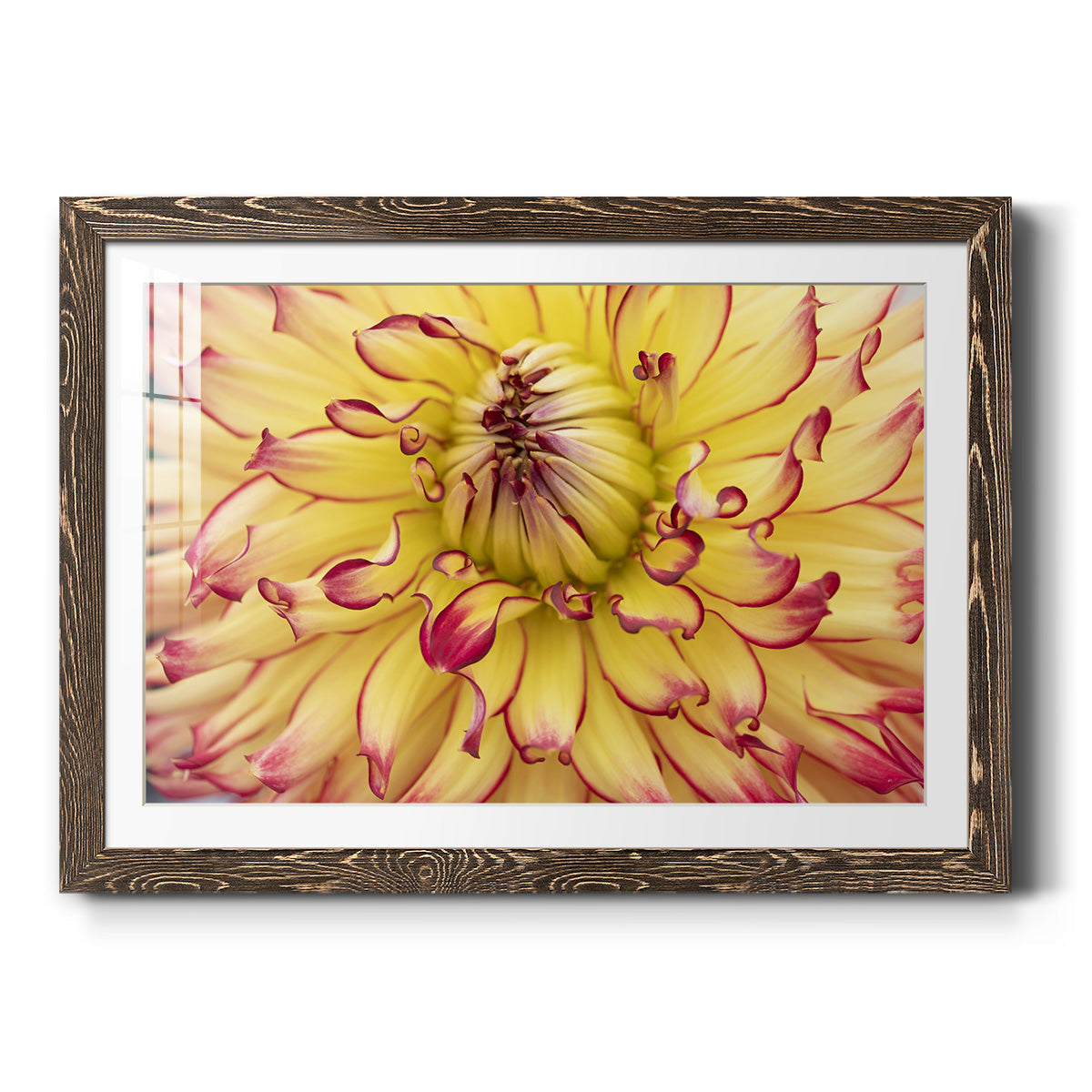 Blooms II - Barnwood Framed Art Print