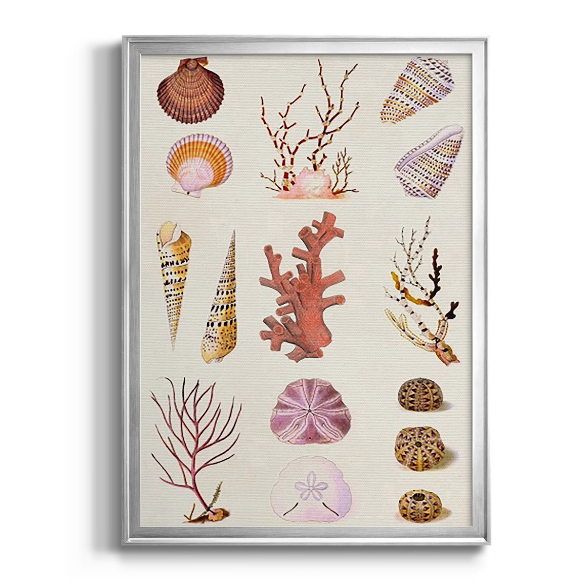 Coral & Shell Collage II -  Framed Canvas Print