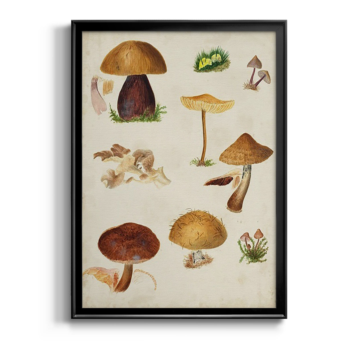 Mushroom Species II - Modern Framed Canvas Print
