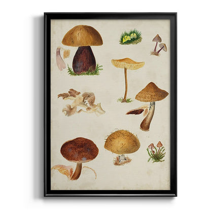 Mushroom Species II - Modern Framed Canvas Print