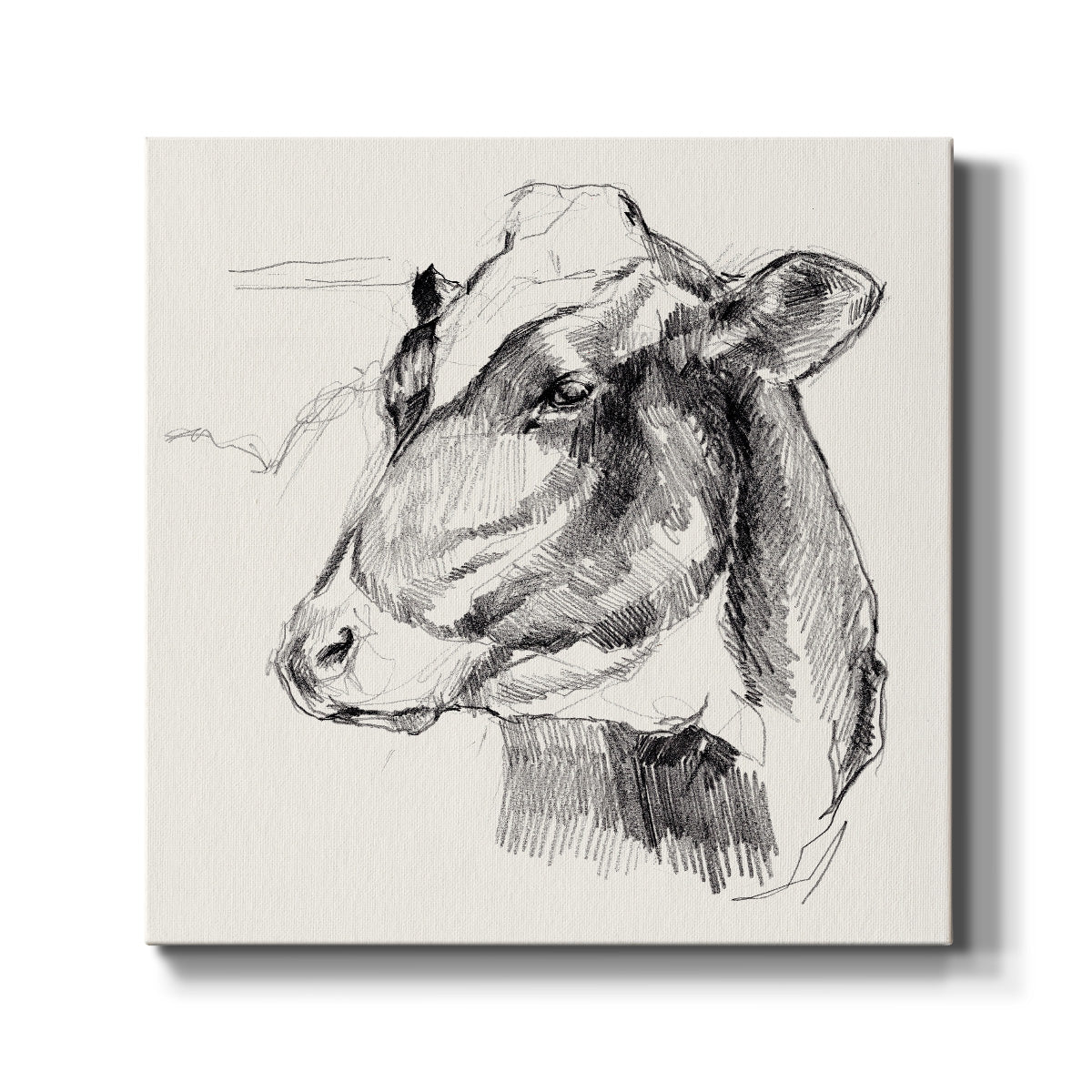 Holstein Portrait Sketch II - Canvas Art Print