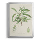 Antique Almond Botanical III - Modern Framed Canvas Print